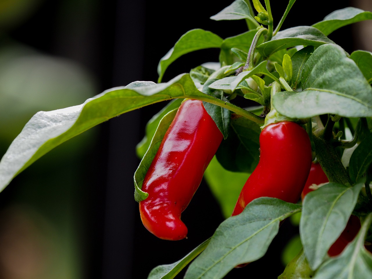 Healthy chilli pepper with fresh leaves after proper water and sunlight.