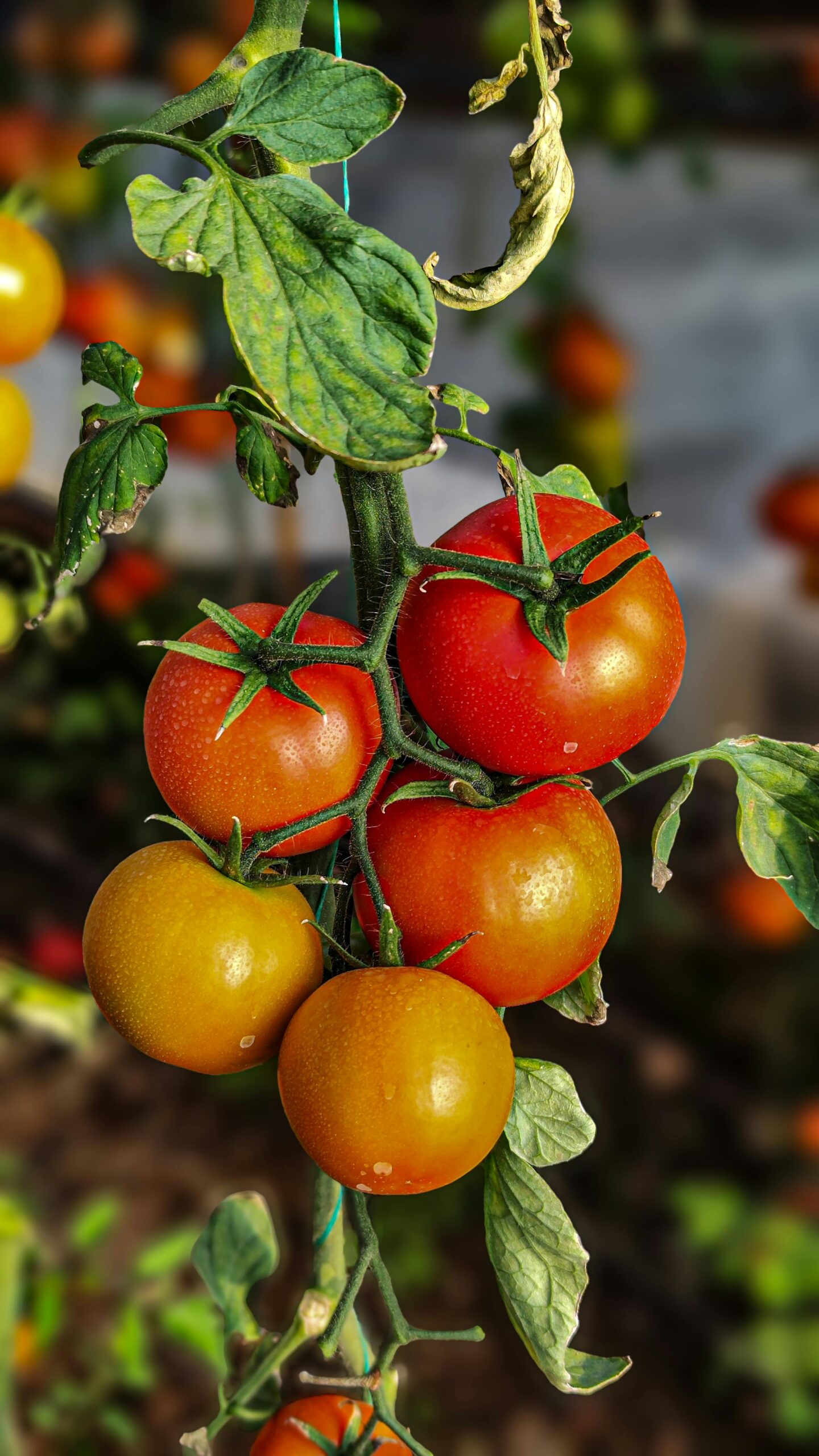 Yellow leaves of a tomato plant.