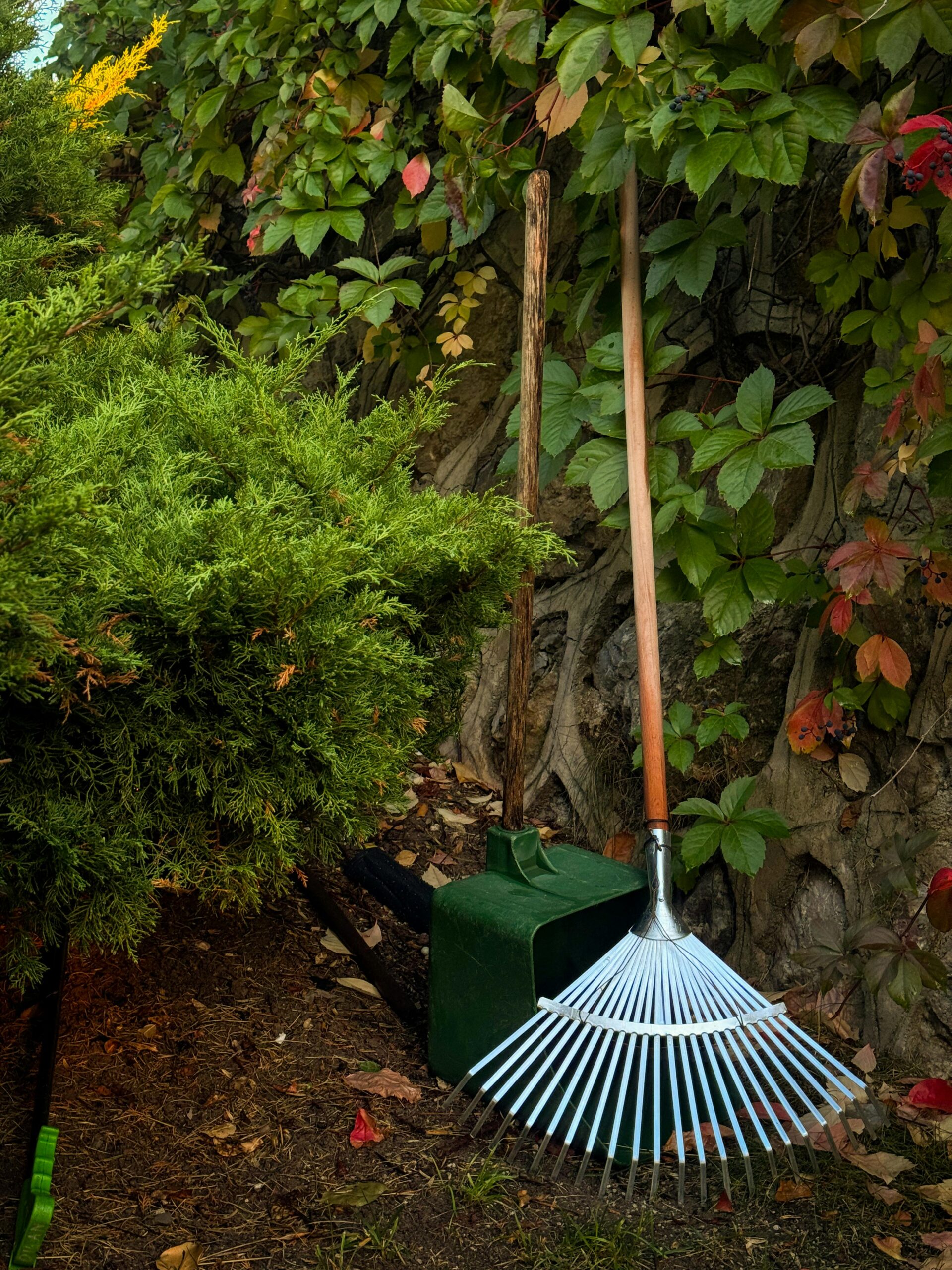 Various types of garden forks, including digging forks, border forks, and compost forks, displayed on a wooden surface.
