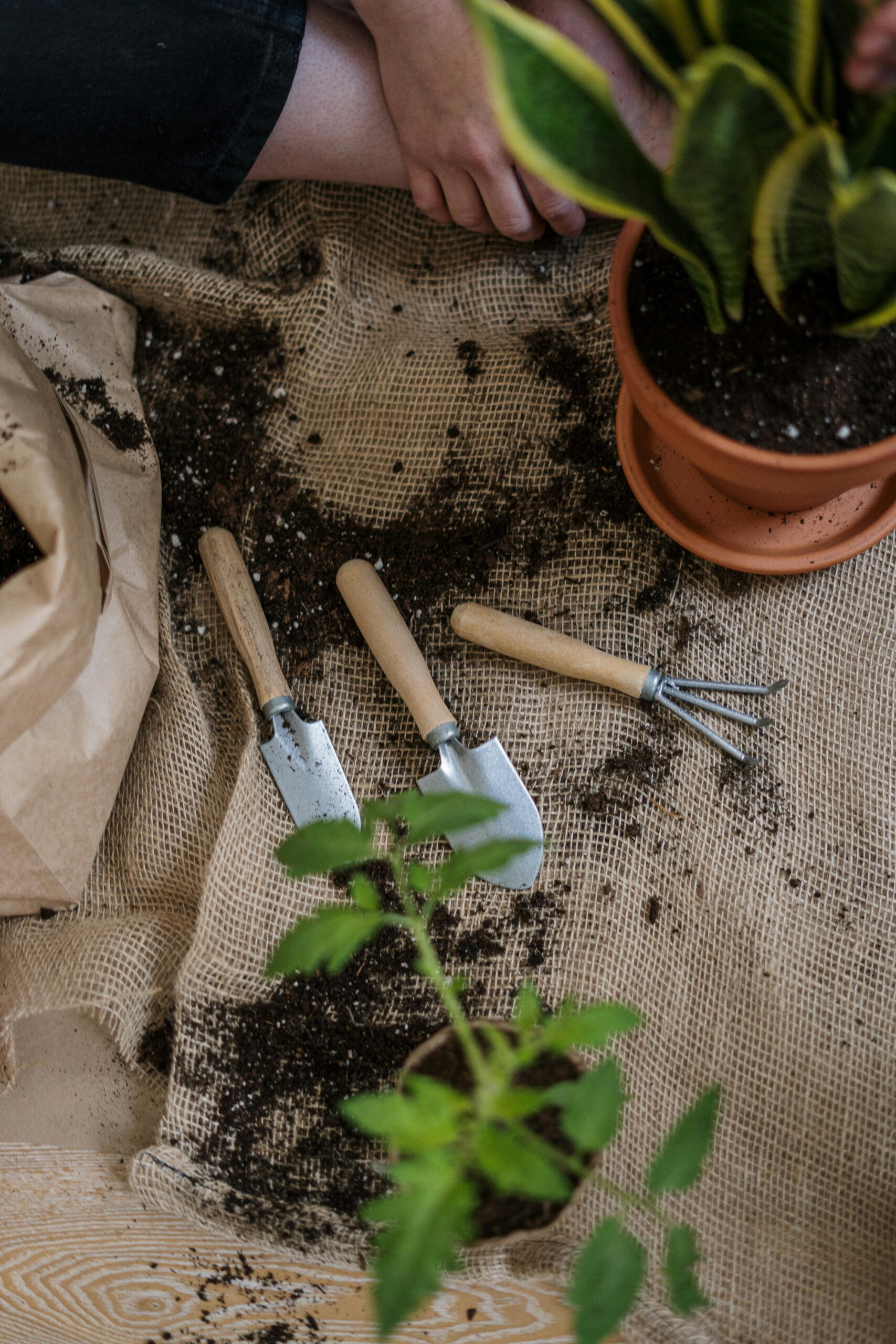 Gardener pruning a tomato plant to encourage better growth and fruit production.