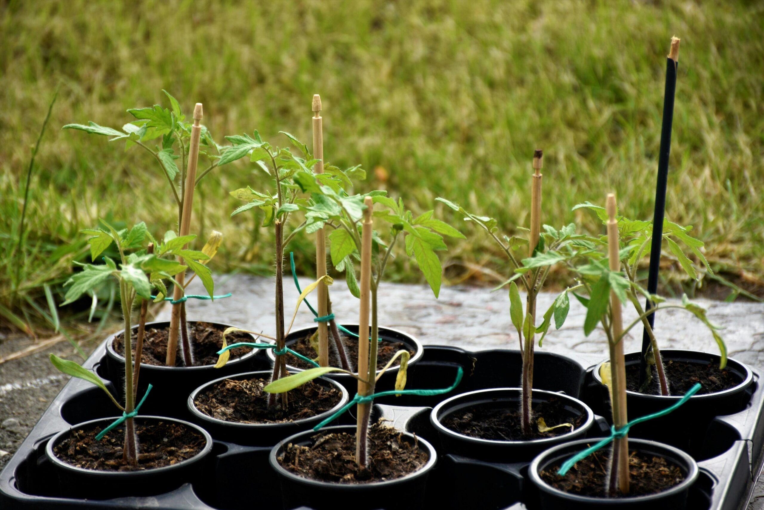Young tomato seedlings sprouting in small pots, ready for transplanting.