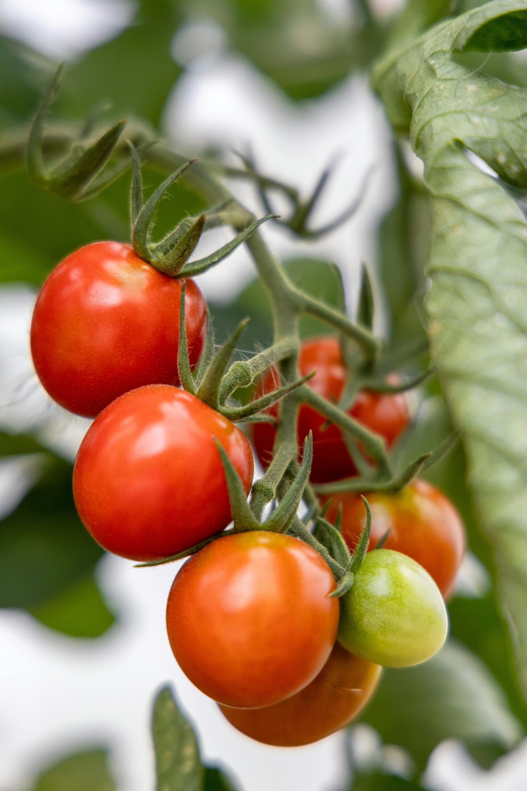 Tomato plants growing in a sunny garden with bright green leaves .