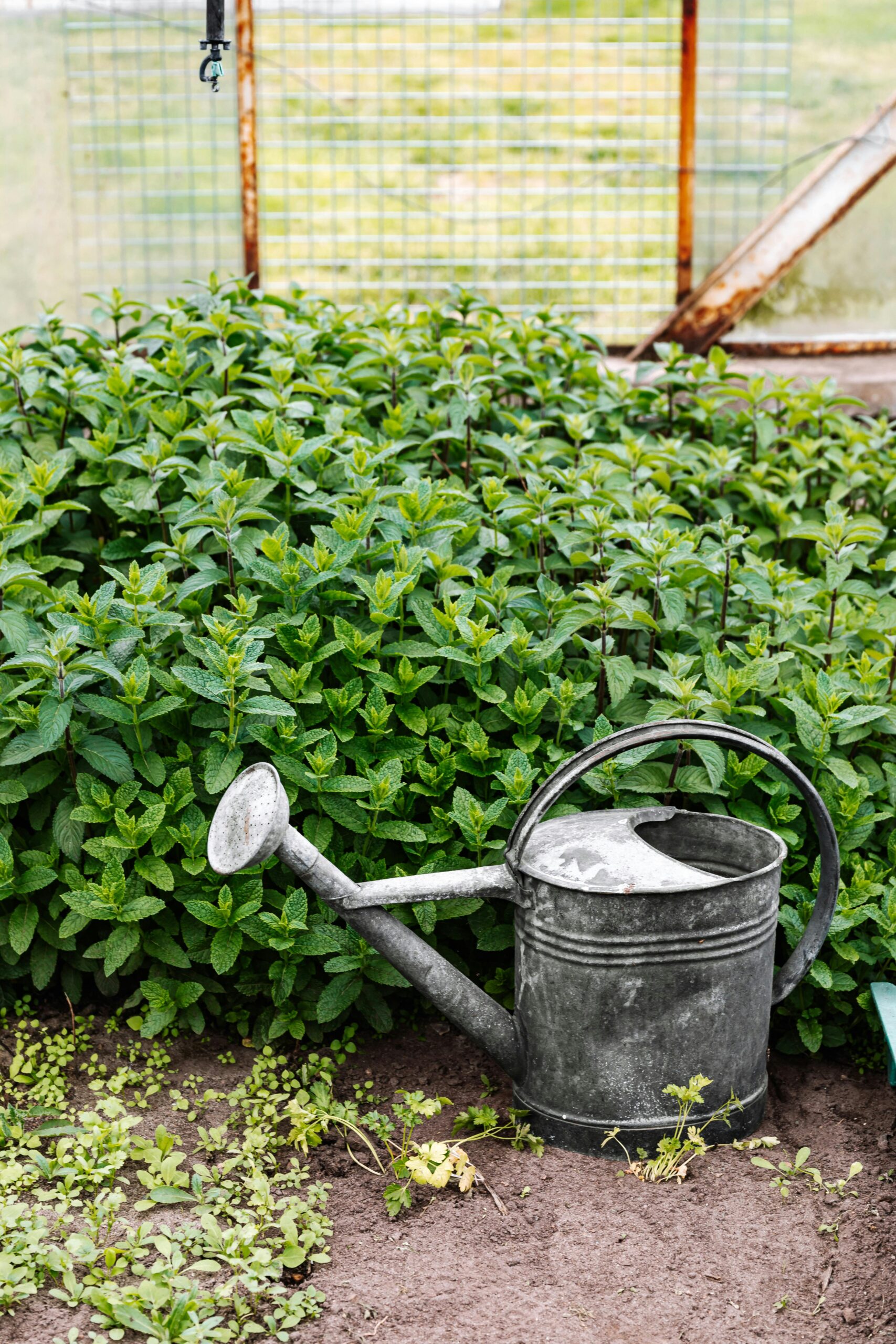 a photo of a garden hose.