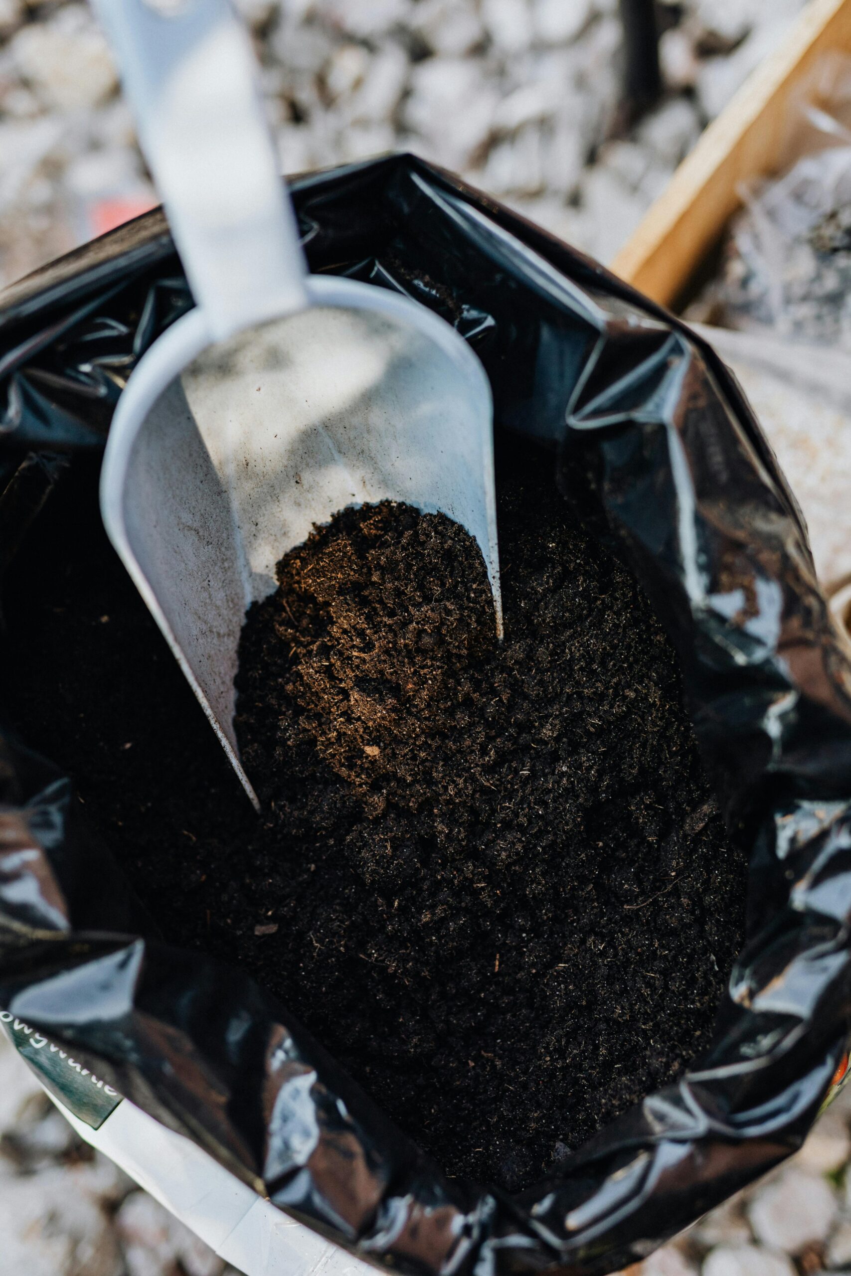 Gardener preparing nutrient-rich soil for planting tomato seedling