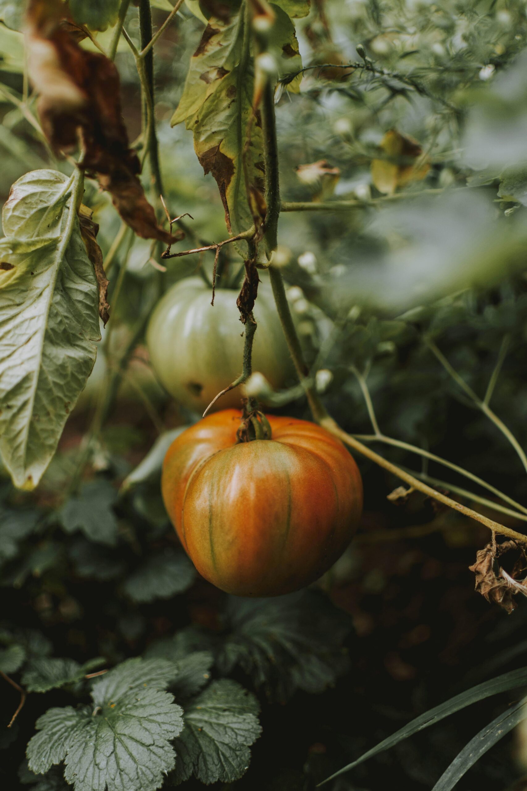 A common problem in tomato leaves.
