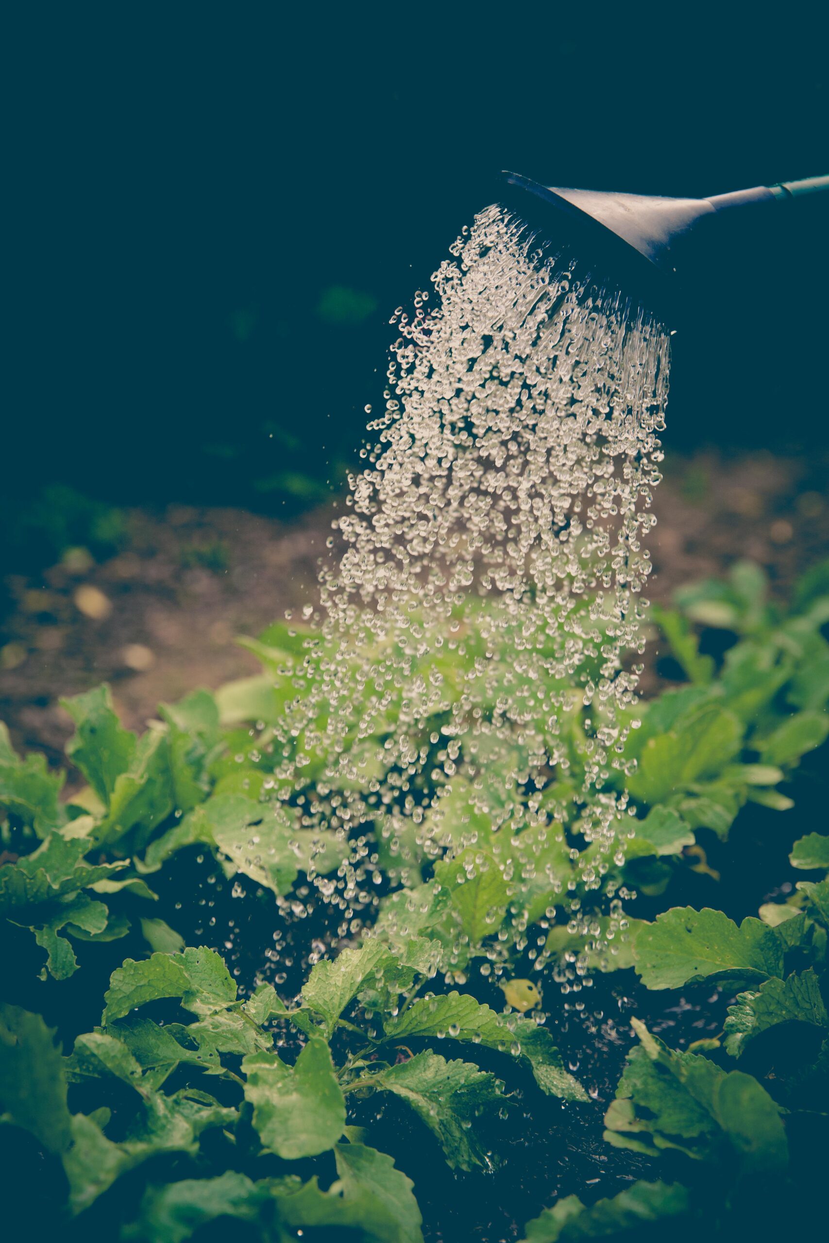 Watering plants with watering tool.