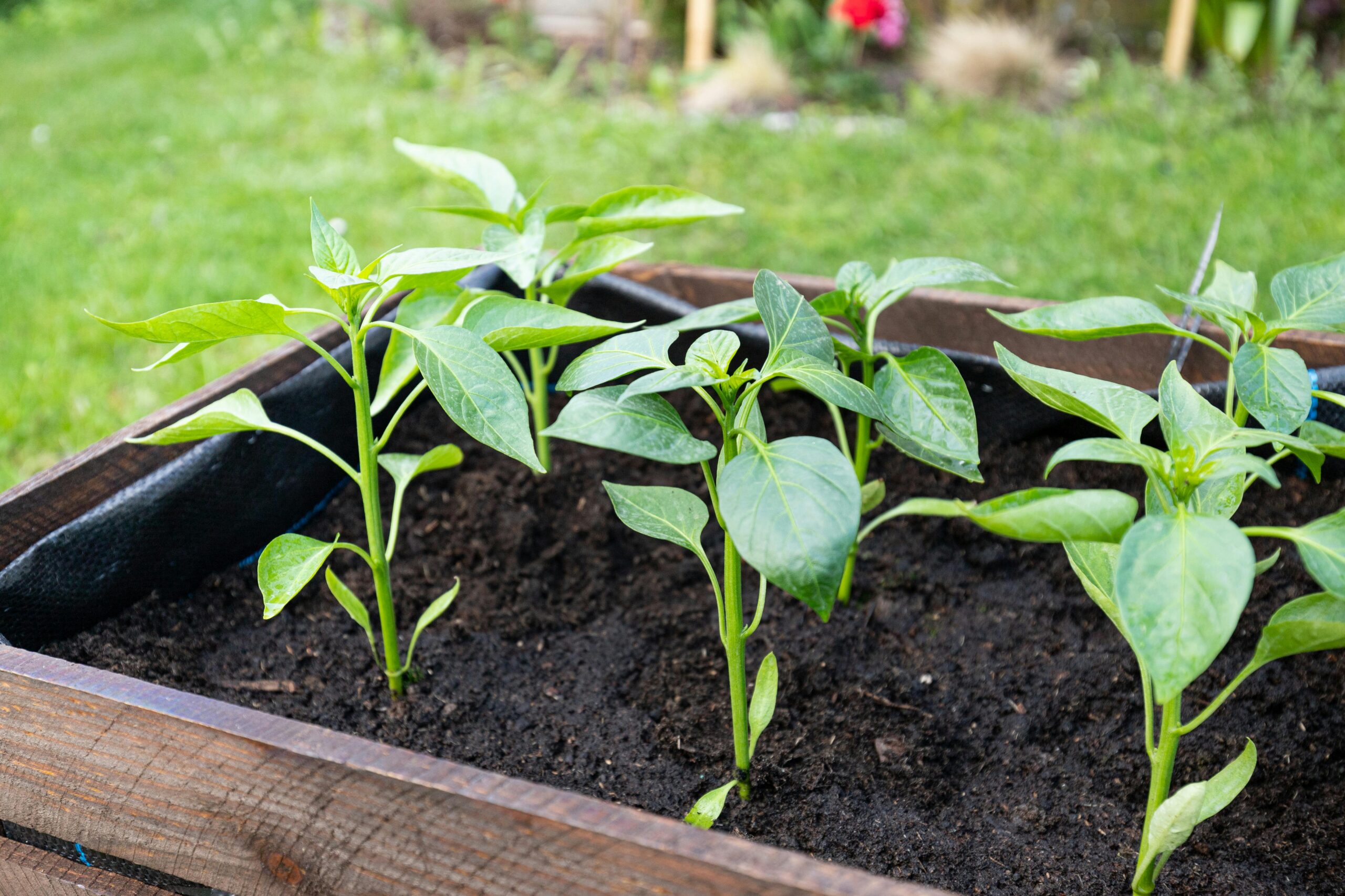 Seedlings in a container.