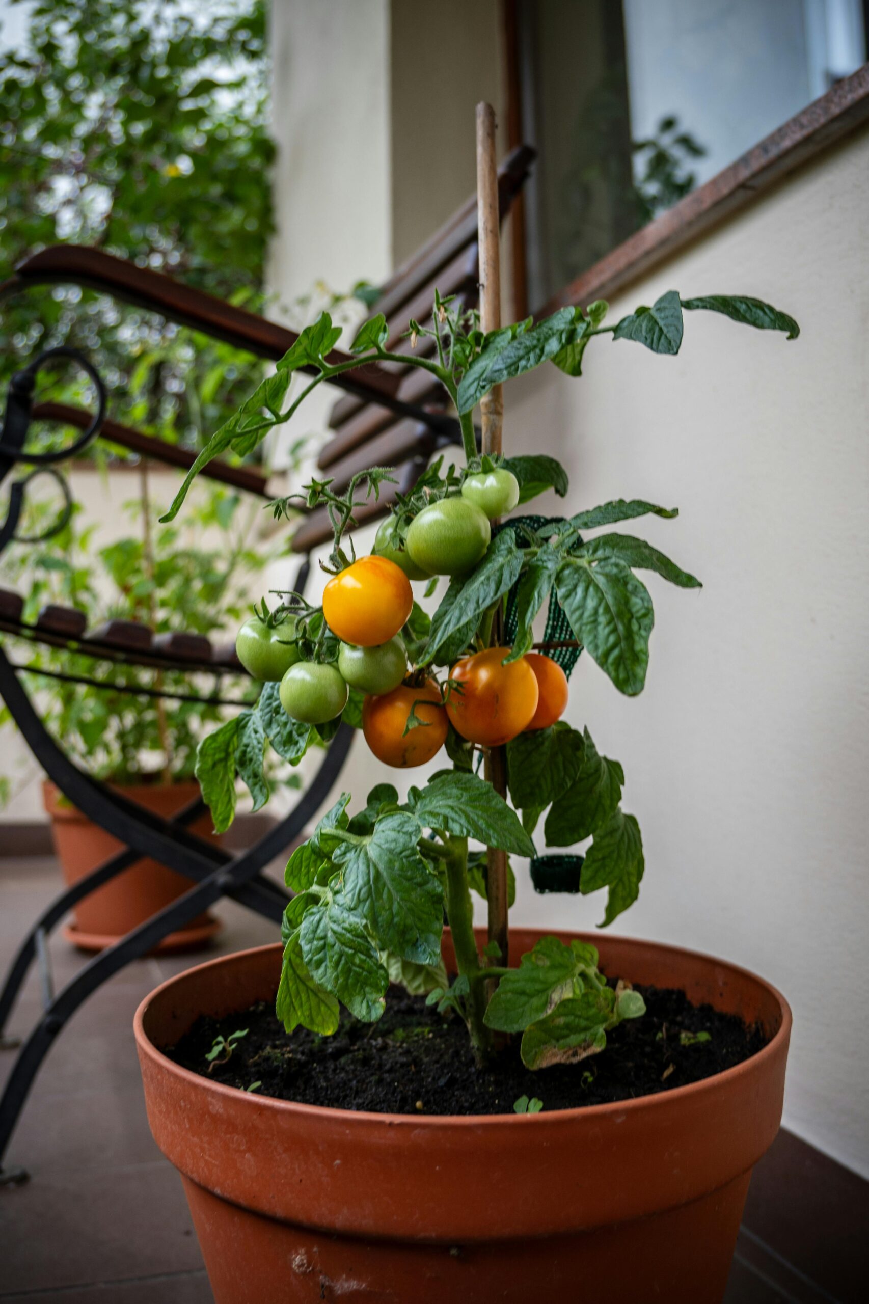An easy support for a healthy tomato plant.