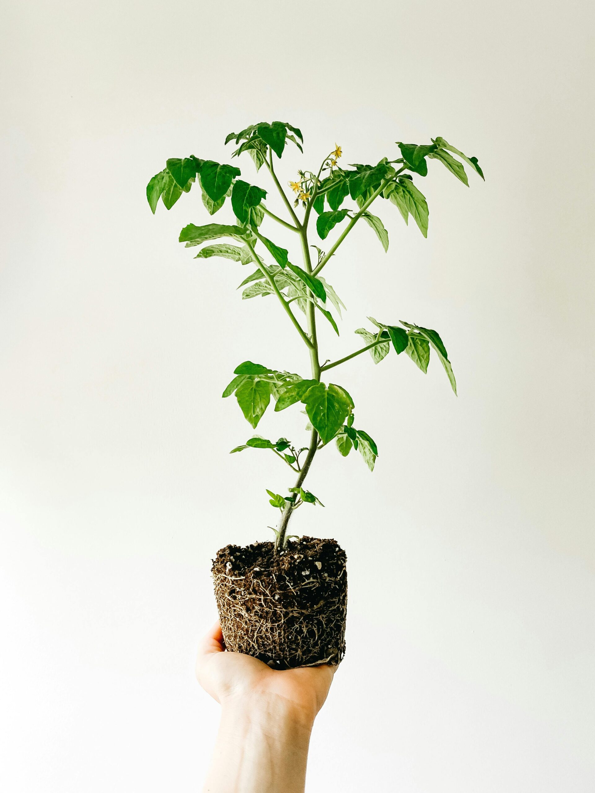 A healthy tomato seedling,ready for potting.