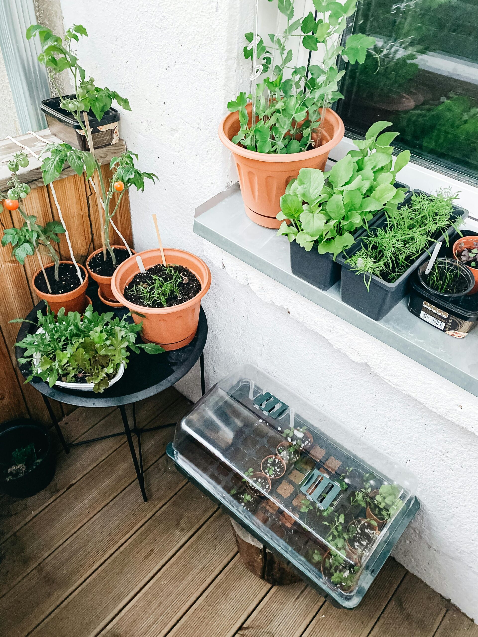 A balcony garden setup featuring various potted plants, including leafy greens and herbs, with a mini greenhouse containing seedlings, showcasing an urban container gardening arrangement.