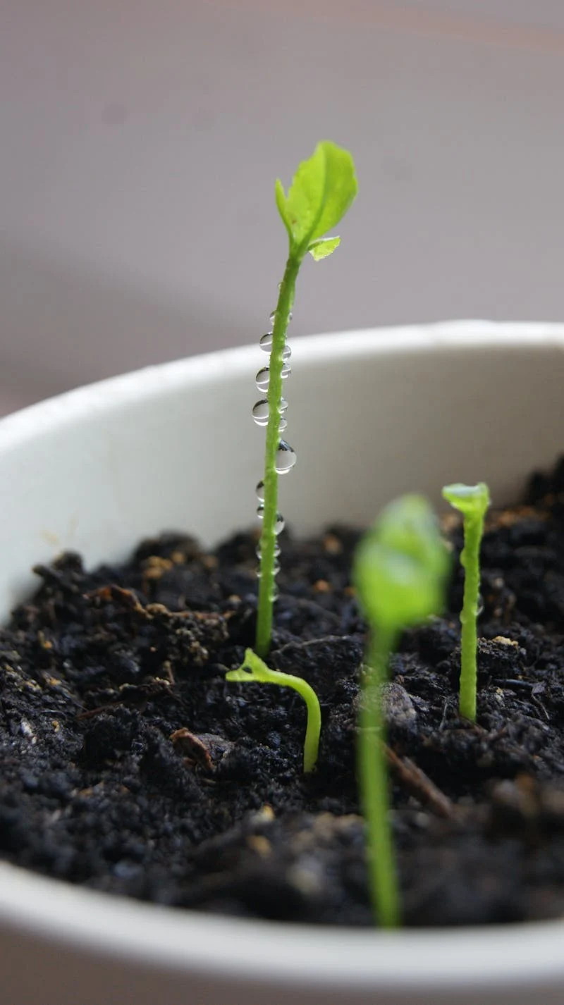 A close-up of a small green seedling sprouting from dark soil in a white container, with droplets of water clinging to its stem, symbolizing early plant growth and hydration.