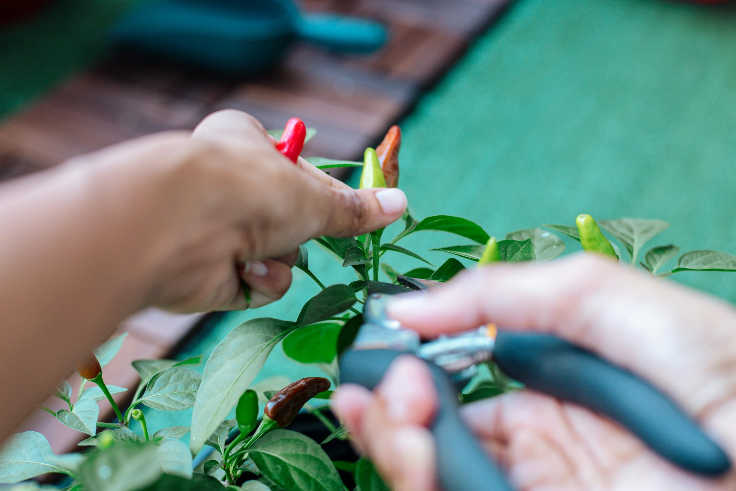 Harvesting peppers for seeds.