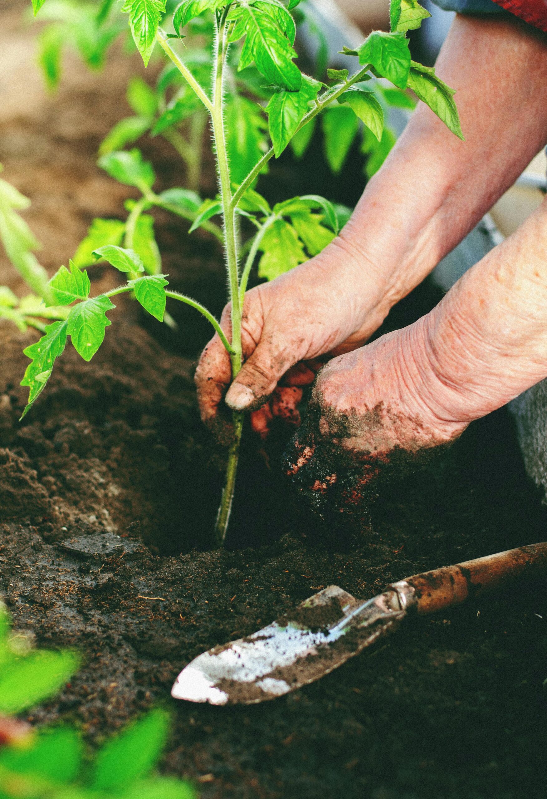 Transplanting seedlings into soil.