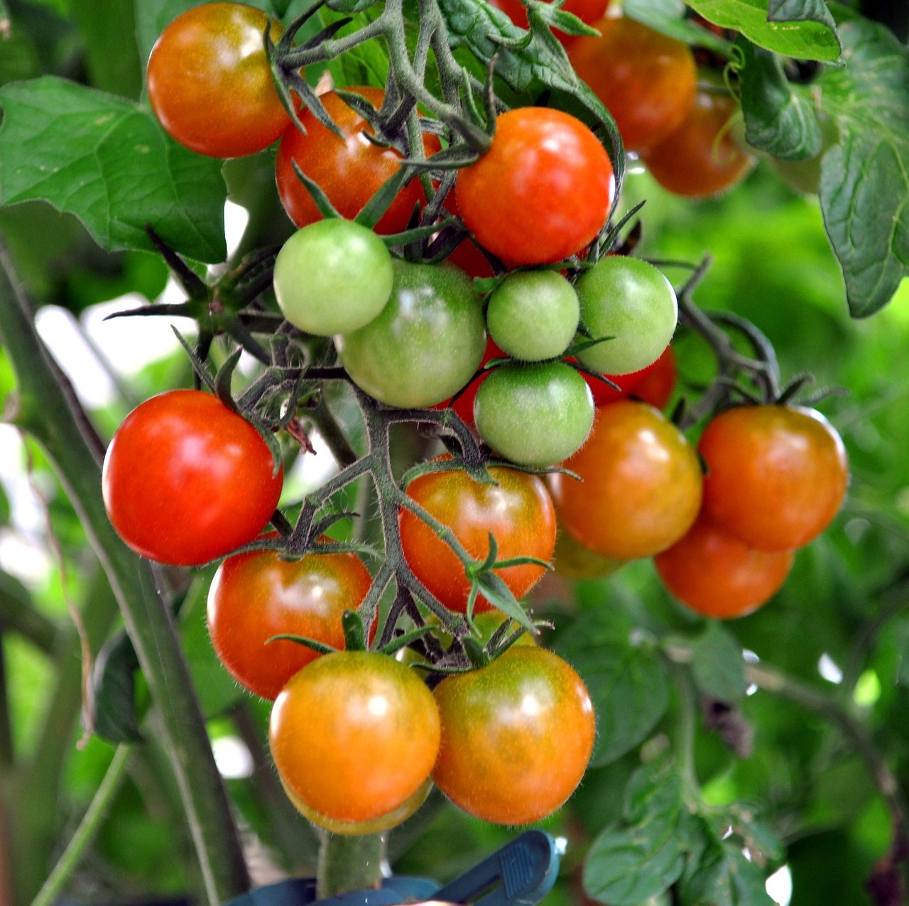 Picture of Bush Varieties tomatoes hanging in the plant.