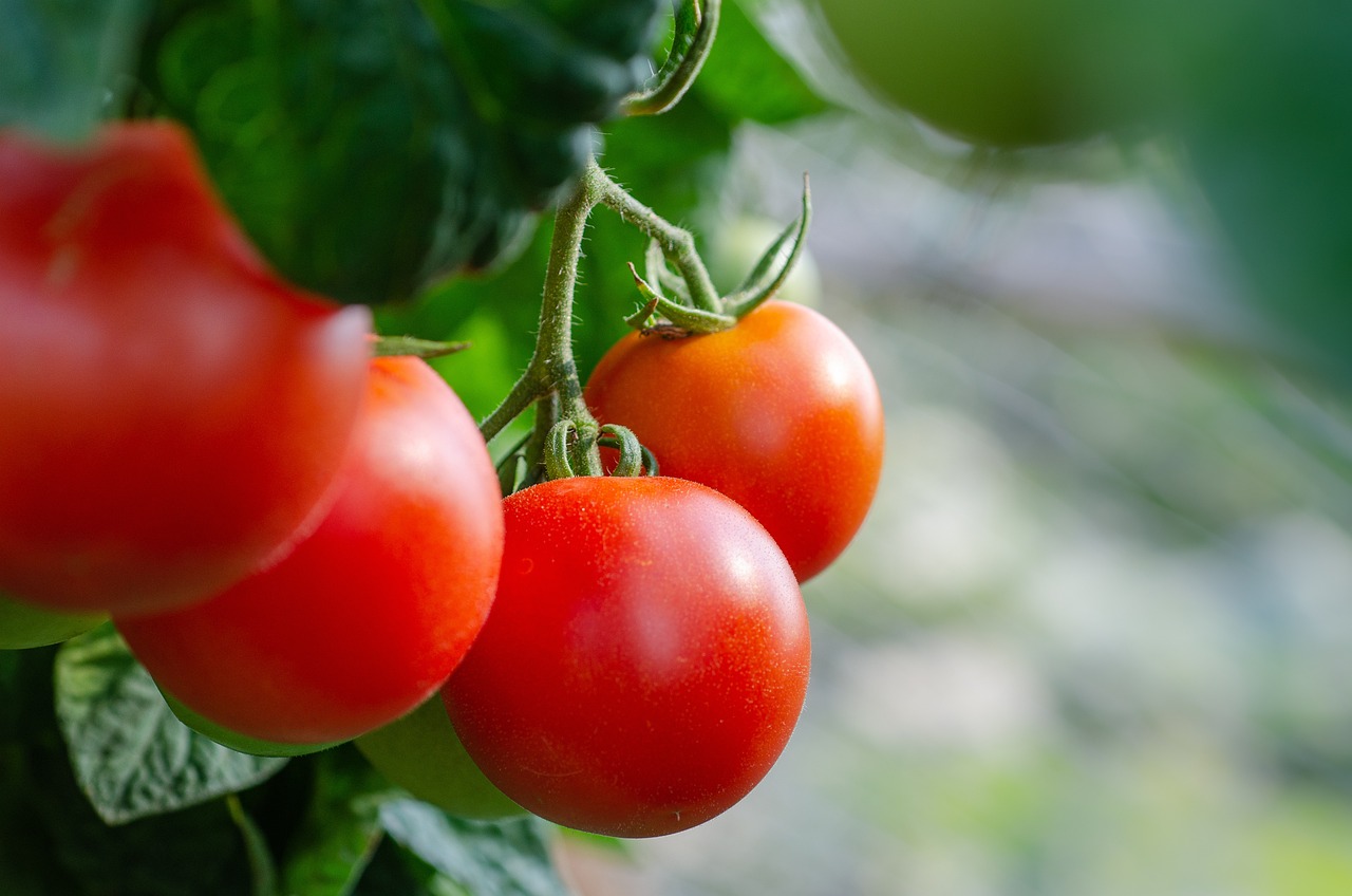 Healthy early-girl tomatoes with green leaves.