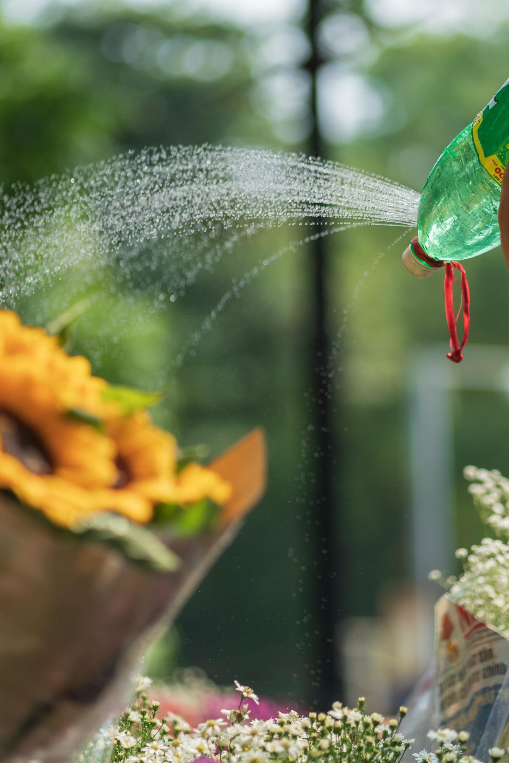 A person watering flowers using a DIY sprinkler made from a plastic bottle, spraying a fine mist over yellow flowers.