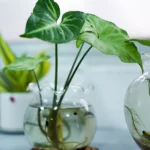 A green leafy plant thriving in a round glass container filled with water, with other plants blurred in the background.
