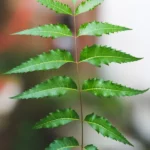 A person holding a fresh neem leaf branch with symmetrical green leaves, against a blurred background