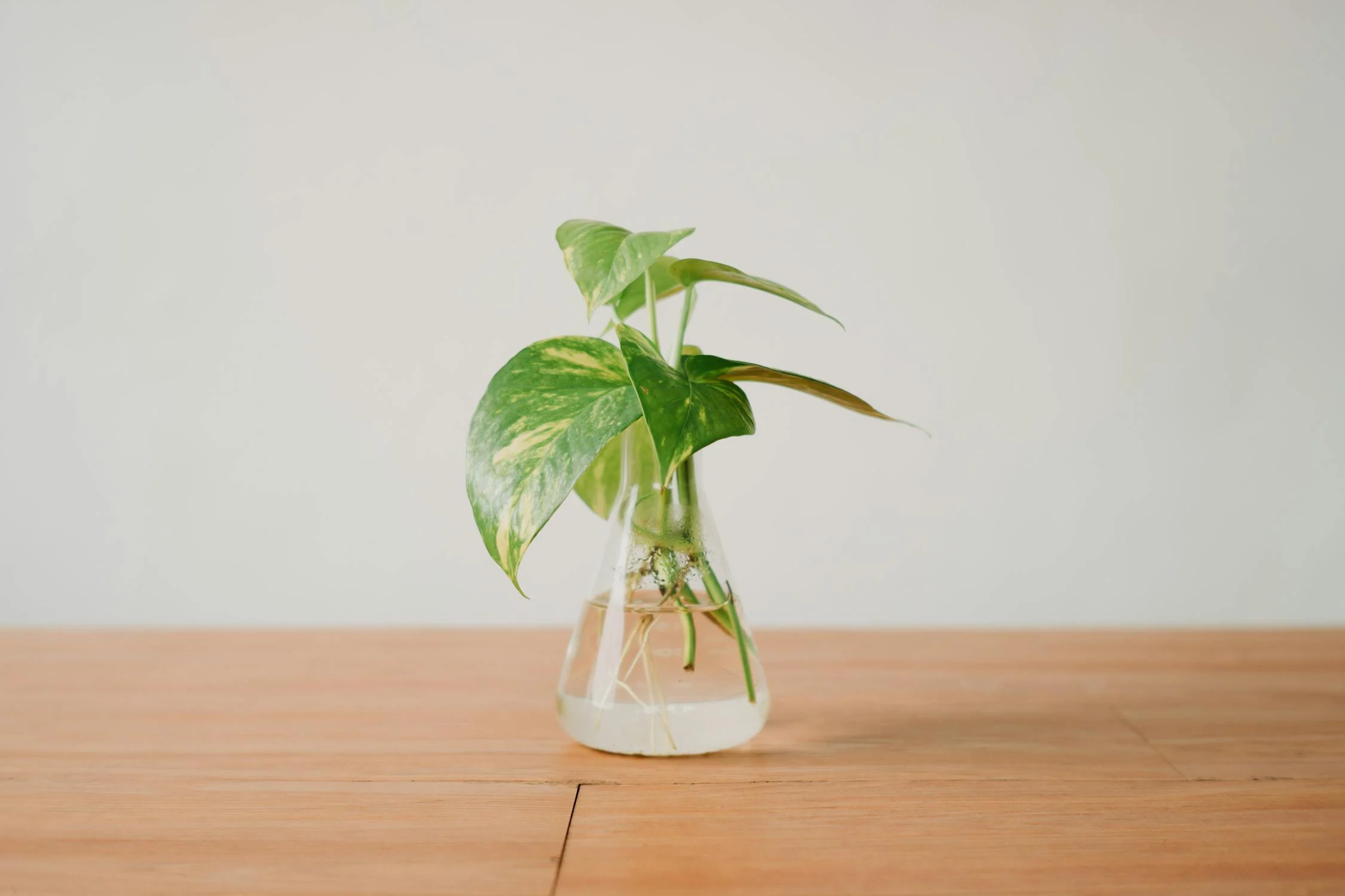 A pothos plant growing in a transparent glass flask filled with water, placed on a wooden surface against a plain background.