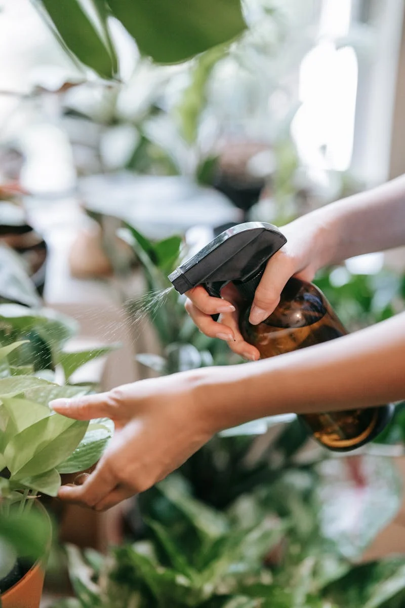 Close-up of hands spraying water or herbal solution on indoor green plants using a brown spray bottle.